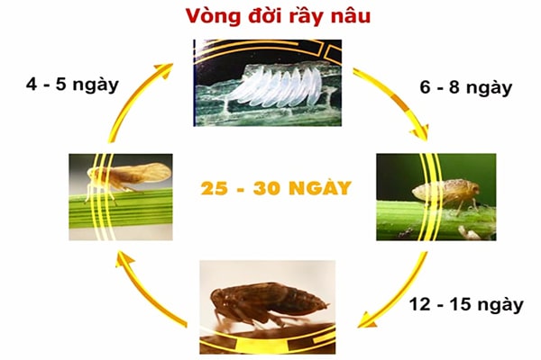 Description: E:\Cong thong tin dien tu So\Dang tin bai\Hinh anh\vong doi ray nau.jpg